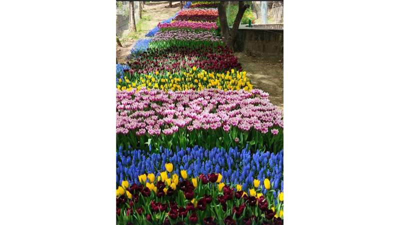کاشت ۱۵ هزار گل به یاد مادران در بوستان منطقه یک